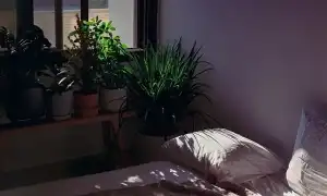 Почему нельзя держать много растений в спальне. Цветы для спальни.