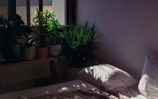 Почему нельзя держать много растений в спальне. Цветы для спальни.