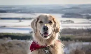 Самые Добрые Собаки Для Вашей Семьи