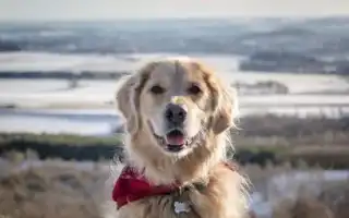 Самые Добрые Собаки Для Вашей Семьи