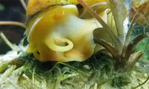 Аквариумные улитки