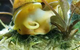 Аквариумные улитки