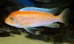 Красная зебра в Вашем аквариуме. Красная зебра цихлида.