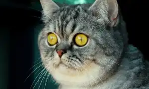 ТОП 20 пород кошек с большими глазами