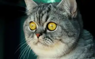 ТОП 20 пород кошек с большими глазами