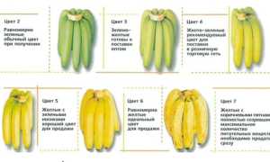7 научно-медицинских фактов о пользе бананов для здоровья