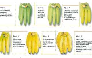 7 научно-медицинских фактов о пользе бананов для здоровья