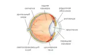 Секреты свечения кошачьих глаз в темноте