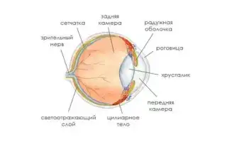 Секреты свечения кошачьих глаз в темноте