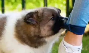 Как отучить щенка кусаться