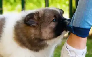 Как отучить щенка кусаться