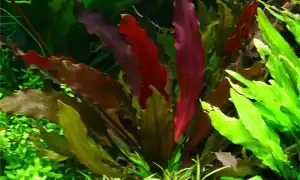 ТОП-30 видов аквариумного растения эхинодорус: условия содержания, фото