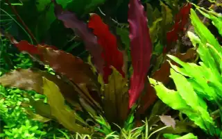 ТОП-30 видов аквариумного растения эхинодорус: условия содержания, фото