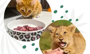 Сколько корма давать кошке