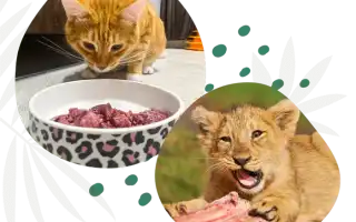 Сколько корма давать кошке