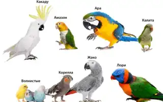 Лучшие породы говорящих попугаев. Какие волнистые попугаи лучше разговаривают.