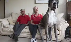 Самые здоровые породы собак. Самые здоровые породы собак.