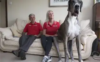 Самые здоровые породы собак. Самые здоровые породы собак.