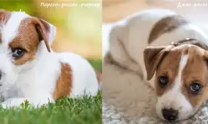 Сложно ли отличить джек-рассела от парсон-рассела и по каким признакам это можно сделать. Джек рассел мем.