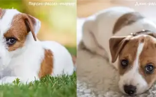 Сложно ли отличить джек-рассела от парсон-рассела и по каким признакам это можно сделать. Джек рассел мем.