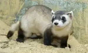 Сколько живут хорьки. Сколько живут хорьки.