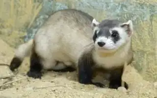 Сколько живут хорьки. Сколько живут хорьки.