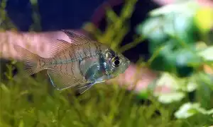 Стеклянный окунь — аквариумная рыбка. Окунь рыба фото.