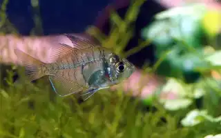 Стеклянный окунь — аквариумная рыбка. Окунь рыба фото.