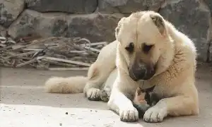 Гампр порода собак. Описание, особенности, виды, уход и цена гампра. Гампр армянский волкодав.