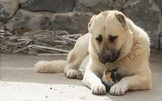 Гампр порода собак. Описание, особенности, виды, уход и цена гампра. Гампр армянский волкодав.