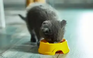 Лучшие корма для котят