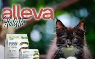 Особенности кормов для кошек и котов Alleva. Alleva корм для кошек.