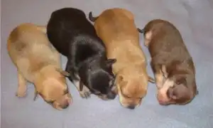 Уход за новорожденными щенками. Чем кормить новорожденных щенков.