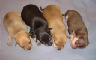 Уход за новорожденными щенками. Чем кормить новорожденных щенков.