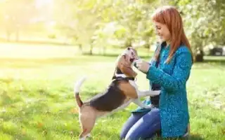 Особенности социализации щенков и взрослых собак. Как социализировать собаку.