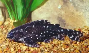 Аквариумные рыбки Сомики