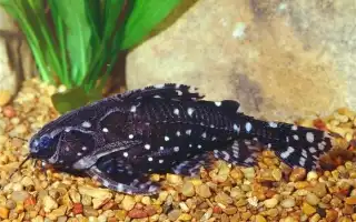 Аквариумные рыбки Сомики