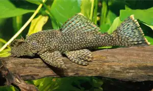 Анциструсы – сомики прилипалы