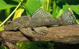 Анциструсы – сомики прилипалы