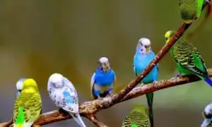 Все о волнистых попугаях. Волнистый попугай фото.