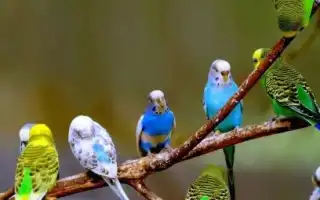 Все о волнистых попугаях. Волнистый попугай фото.