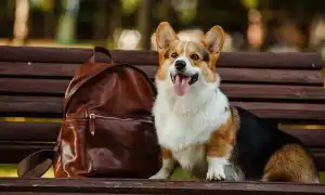 Средняя продолжительность жизни собак корги дома: от чего она зависит. Сколько живут корги.