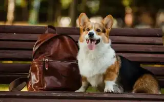 Средняя продолжительность жизни собак корги дома: от чего она зависит. Сколько живут корги.