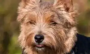 Норвич-терьер норвич терьер фото. Норвич терьер фото.