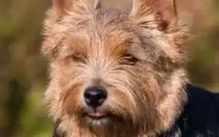 Норвич-терьер норвич терьер фото. Норвич терьер фото.