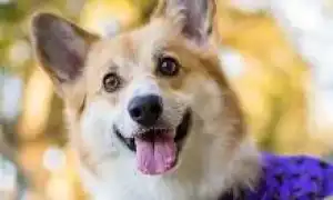 Плюсы и минусы породы корги. Сколько стоит собака корги.