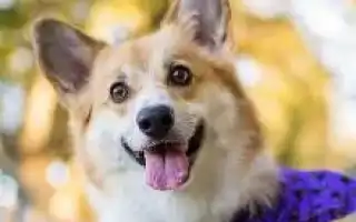 Плюсы и минусы породы корги. Сколько стоит собака корги.