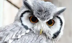 Что символизируют статуэтки сов и куда их ставить