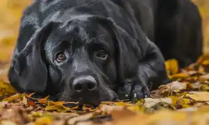 Черный лабрадор. Черный лабрадор фото.