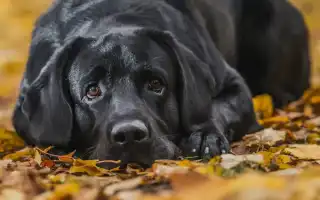 Черный лабрадор. Черный лабрадор фото.